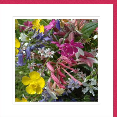 Cornish hedgerow wild flowers - Coralie Goodman