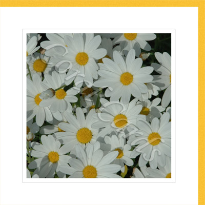 Bunch of sunny daisies - Coralie Goodman