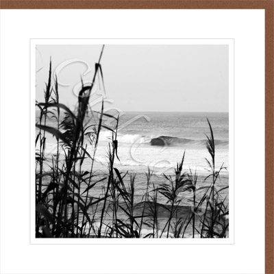B & W photograph reeds and surf - Greg Martin