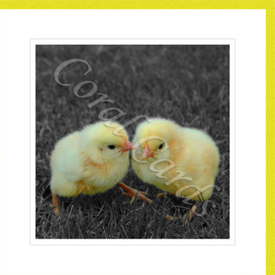 Fluffy Easter chicks (Fred & Barney) - Michele Bacchus