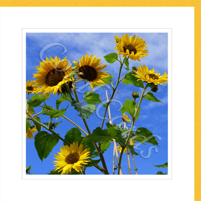 Brilliant sunflowers! - Jo Sheppard