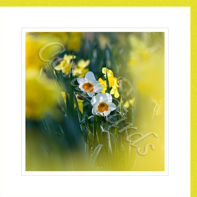 Spring daffodils - John Proudfoot