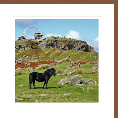 Little black pony at Minions - Rodney Stanbury