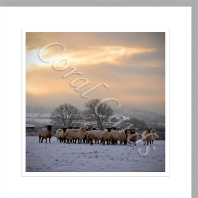Sheep after snow - Andrew Axford