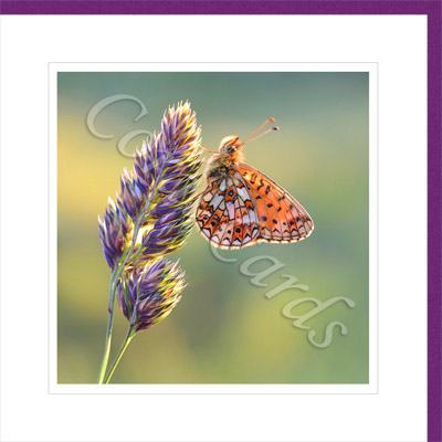 Small Pearl Bordered Fritillary Butterfly - John Proudfoot