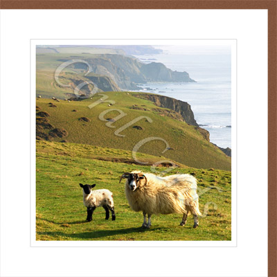 Bude cliff sheep - Chris Small