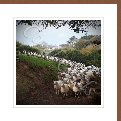 Sheep gathering - Beverley Tree