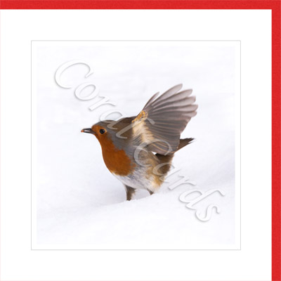 Snow robin - Wendy Newing