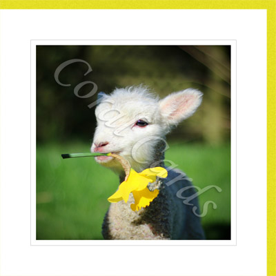 Spring lamb picking Daffodil - Isabell Geran